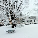 Vermont Tree Spirits