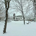 Vermont Tree Spirits