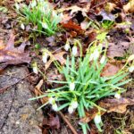 grass on ground