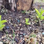 trees on ground