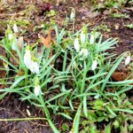 grass on ground