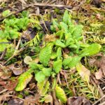 weed on ground